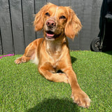 Rawcliffe 17mm Artificial Grass