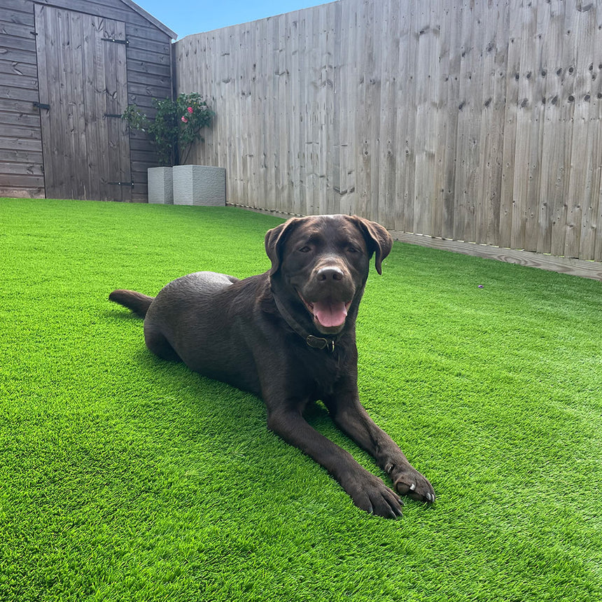 Orchid 37mm Artificial Grass