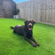 Orchid 37mm Artificial Grass